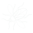 pest control services in Melbourne