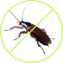 Advanced Pest Control Solutions