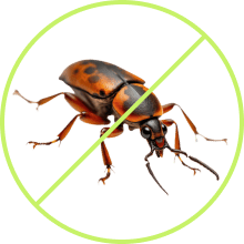 Advanced Pest Control Solutions