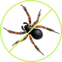 Advanced Pest Control Solutions
