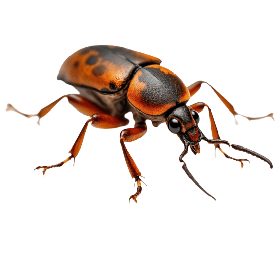 Pest Control Pricing With Clear & Transparent
