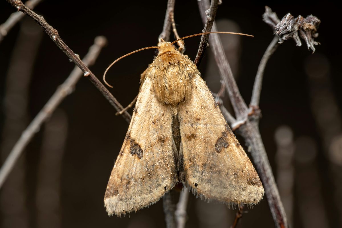 Moth Control Melbourne