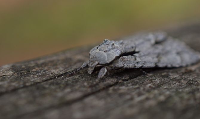 Moth Control Melbourne